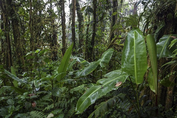 Dense vegetation in cloud forest