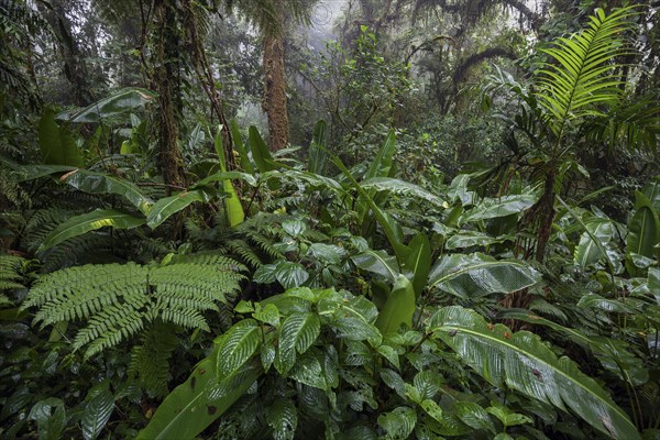 Dense vegetation in cloud forest