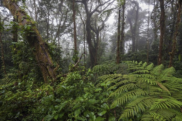 Dense vegetation in cloud forest