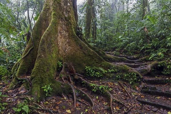 Tropical tree in cloud forest