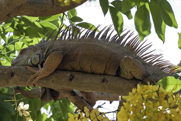 Green iguana (Iguana iguana) lies on a branch