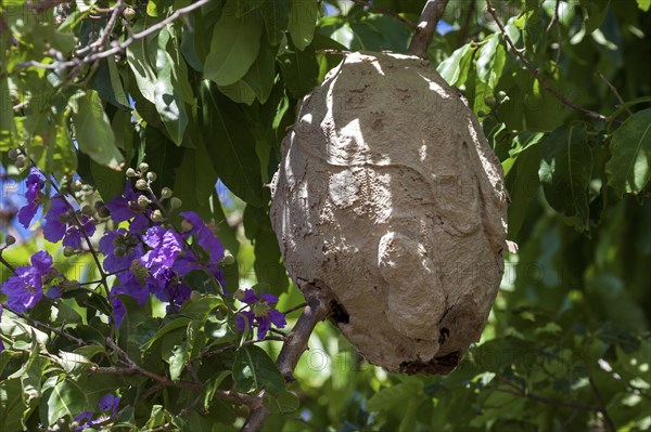 Large wasp nest hangs in a tree