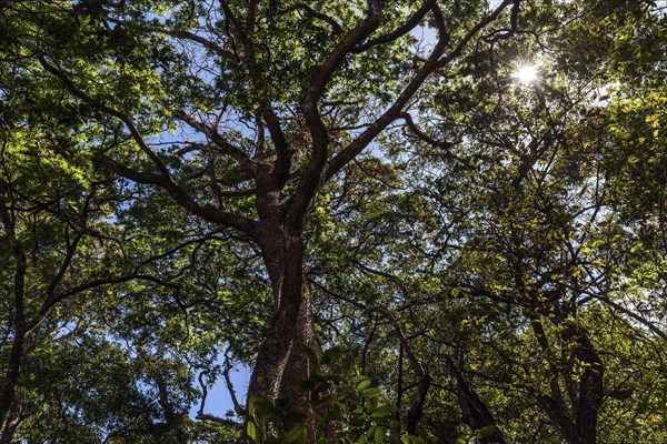 Rainforest treetops