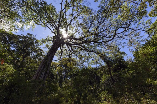 Jungle tree