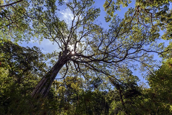 Jungle tree