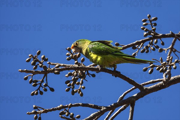 Orange-fronted parakeet (Eupsittula canicularis) sits on a branch