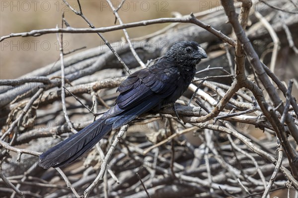 Groove-billed Ani (Crotophaga sulcirostris)