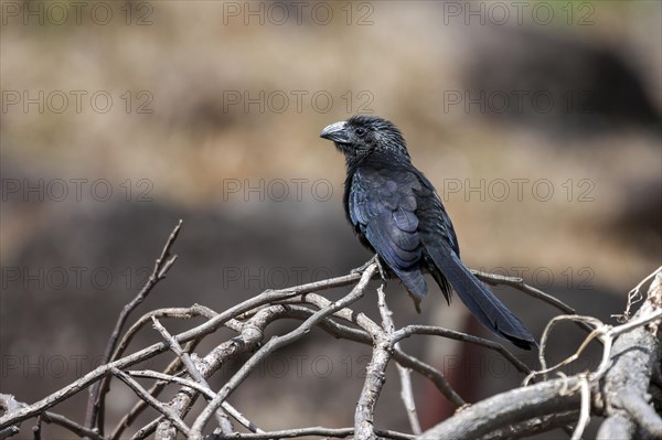 Groove-billed Ani (Crotophaga sulcirostris)