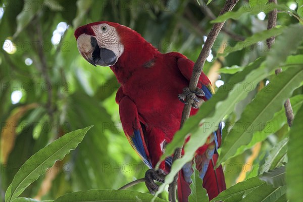 Scarlet macaw (Ara macao)