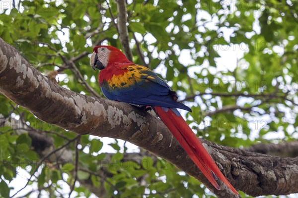 Scarlet macaw (Ara macao)