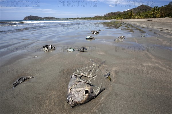 Dead fish lying washed up on the sandy beach