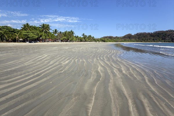 Palm trees and sandy beach at low tide in Samara