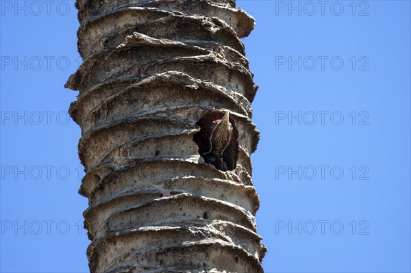 Young Lineated woodpecker (Dryocopus lineatus) looks out of the breeding cave in the trunk of a palm tree