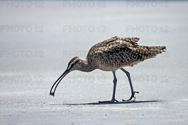 Long-billed Curlew (Numenius Americanus) looking for food on the beach