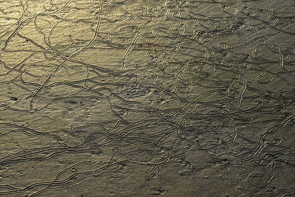 Traces of lugworms (Arenicolidae) at low tide in the sand