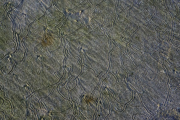 Traces of lugworms (Arenicolidae) at low tide in the sand