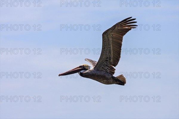 Brown Pelican (Pelecanus occidentalis) in flight