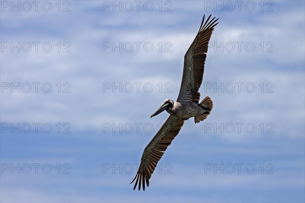 Brown Pelican (Pelecanus occidentalis) in flight