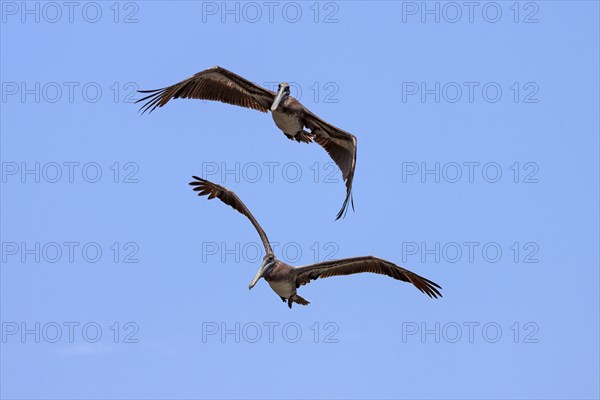 Two Brown Pelicans (Pelecanus occidentalis) in flight