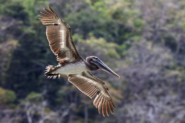 Brown Pelican (Pelecanus occidentalis) in flight