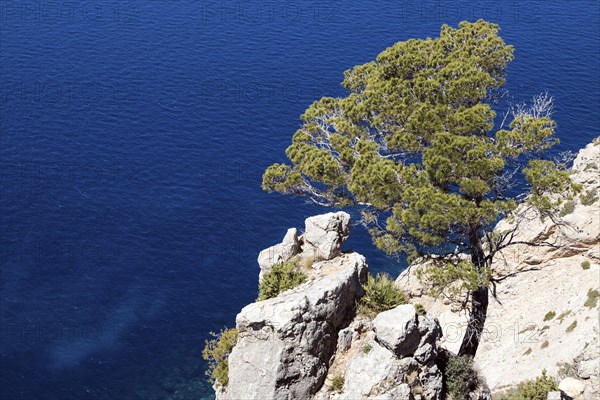 Aleppo Pine (Pinus halepensis) grows on a rock in front of blue sea