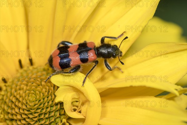 Yellow blossom in the garden with Bee beetle (Trichodes apiarius)