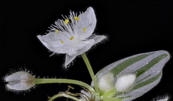 Tradescantia fluminensis (Tradescantia Fluminensis)