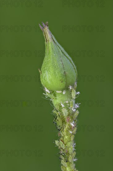 Rose bud with Aphids (Aphidoidea)