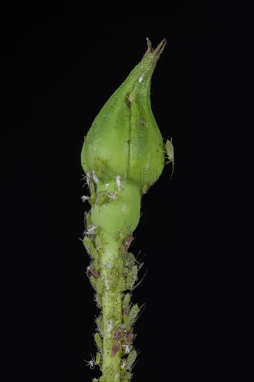 Rose bud with Aphids (Aphidoidea)