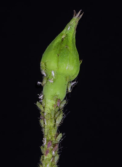 Rose bud with Aphids (Aphidoidea)