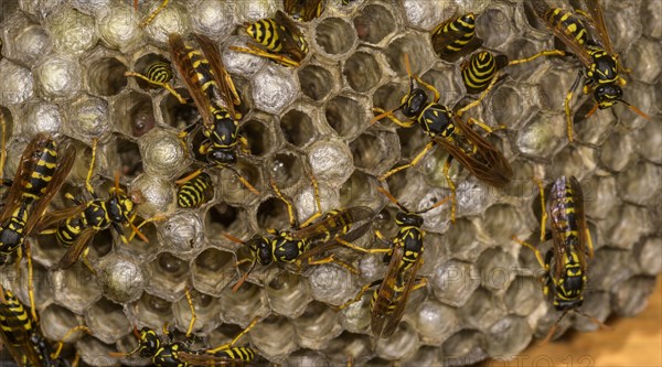 European Paper Wasp (Polistes dominula) and Nest