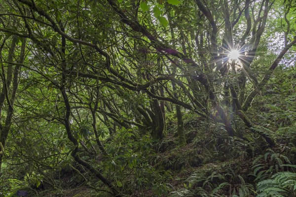 Backlight in Rhododendron Forest