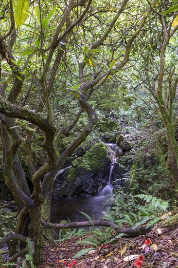 Rhododendron and Waterfall