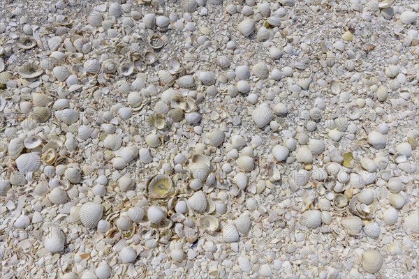 White Shell Beach