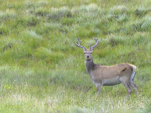 Red deer (Cervus elaphus)