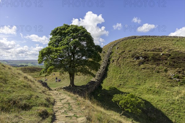 Sycamore Gap