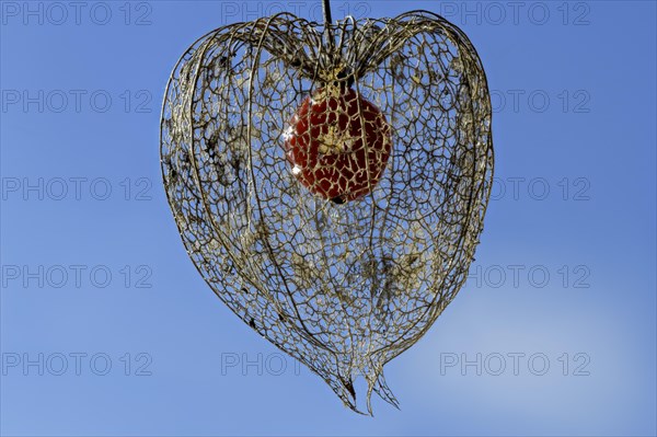 Weathered flower with fruit