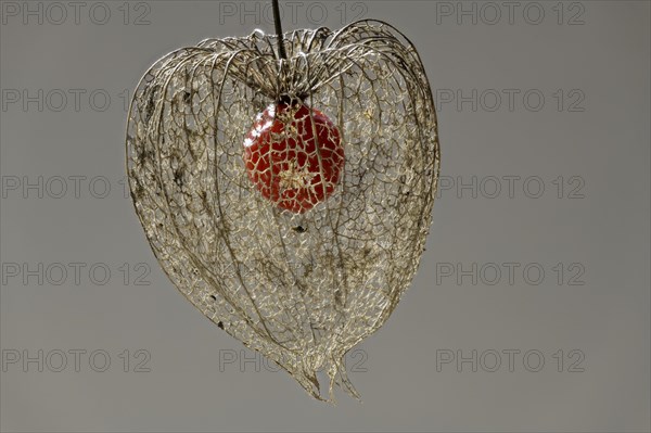 Weathered flower with fruit