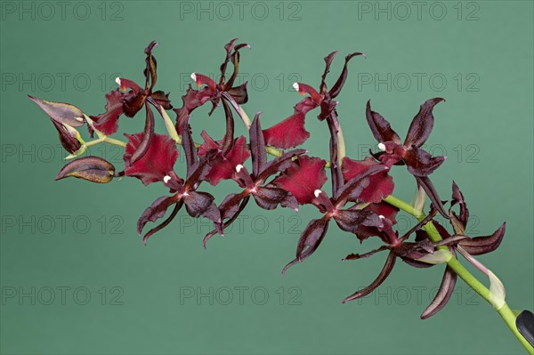Blossoming Hybrid Orchid Cambria