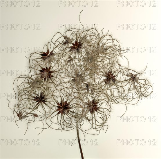 Fruit stands of the traveller's joy (Clematis vitalba) in front of sky