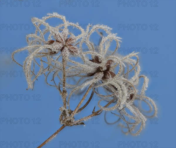 Fruit stands of the traveller's joy (Clematis vitalba) with hoar frost in front of a blue sky