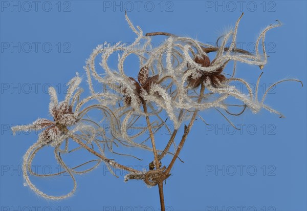 Fruit stands of the traveller's joy (Clematis vitalba) with hoar frost in front of a blue sky