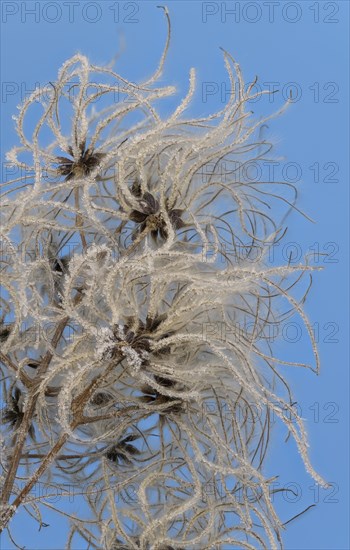 Fruit stands of the traveller's joy (Clematis vitalba) with hoar frost in front of a blue sky