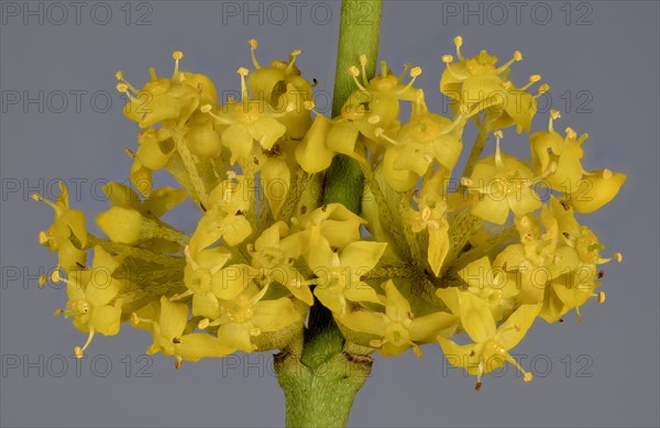 Yellow flowers of Cornelian cherry (Cornus mas)