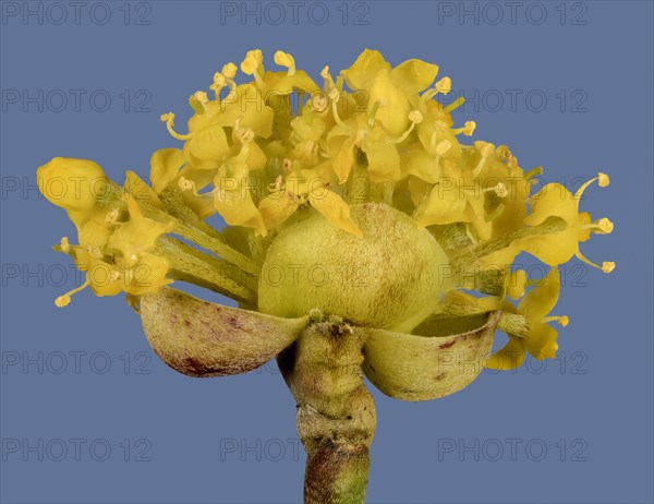 Yellow flowers of Cornelian cherry (Cornus mas)