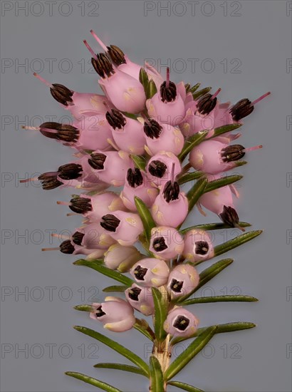 Rosa Winter heath (Erica carnea)