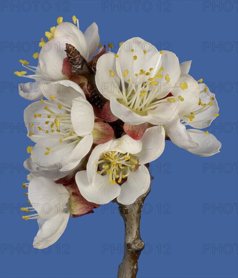 Branch with cherry blossoms