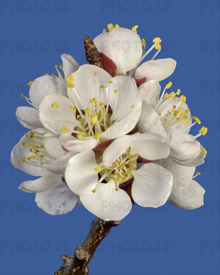 Branch with cherry blossoms