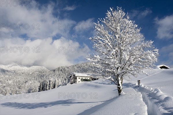 Winter landscape