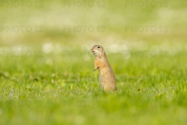 Ground squirrel (spermophilius citellus) stands alertly in flower meadow